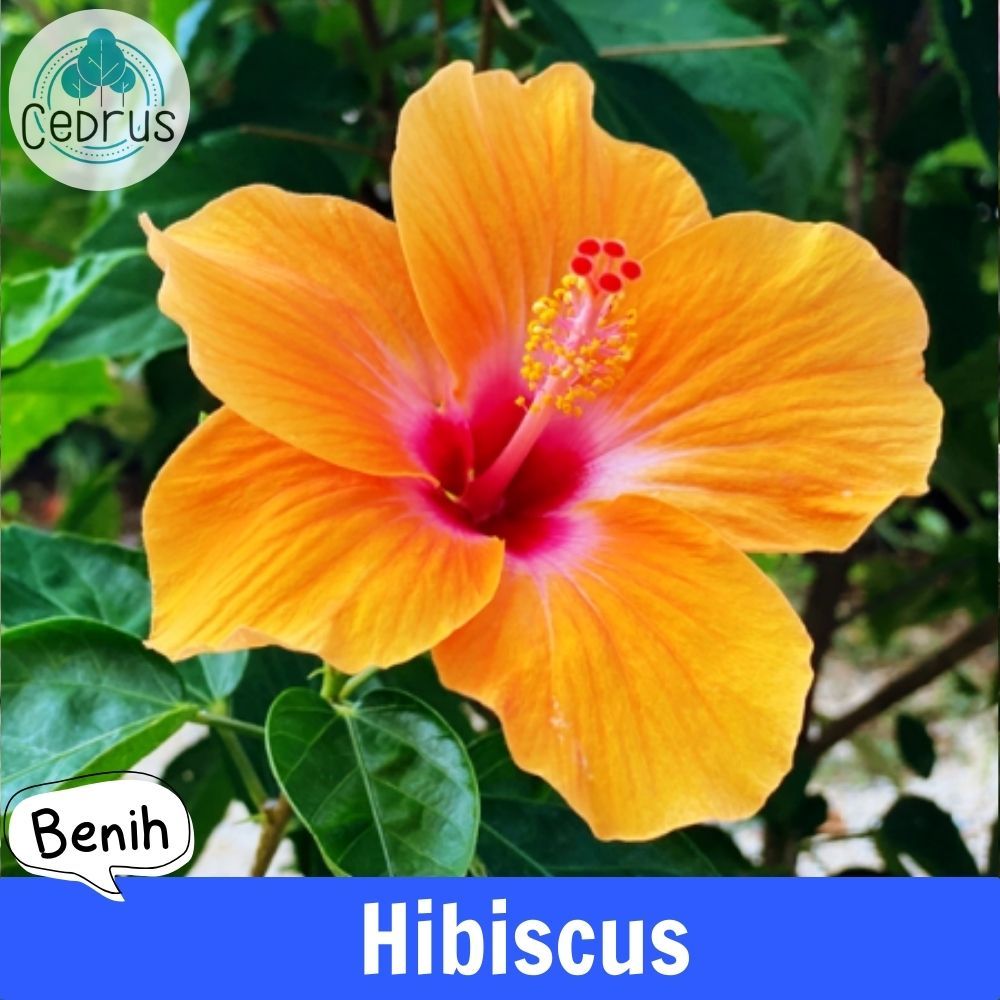 Benih HIBISCUS YELLOW Kembang Sepatu - Biji Bibit Bunga
