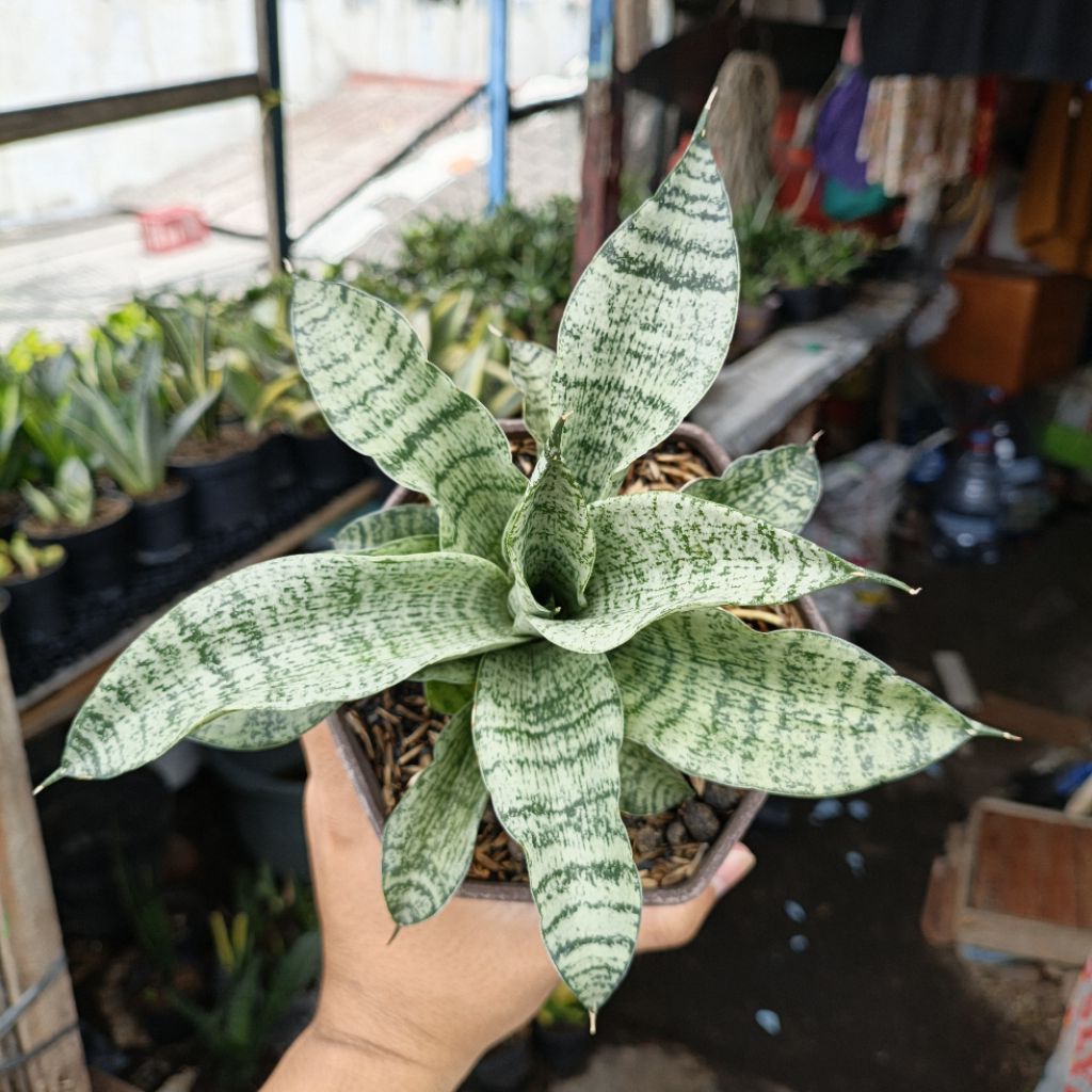 sansivera hybrid asmiranda