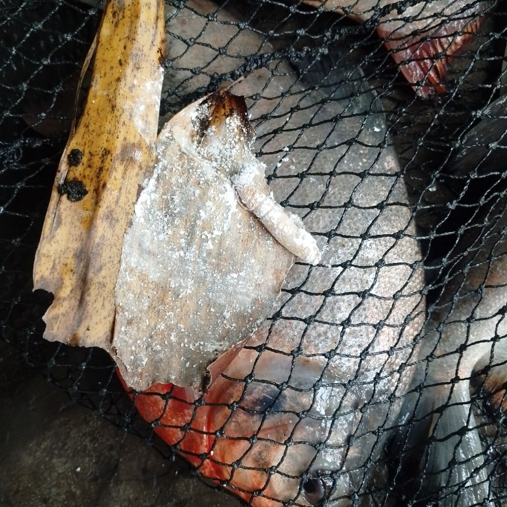 Umpan bawal gacor Kepompong daun pisang isi 15