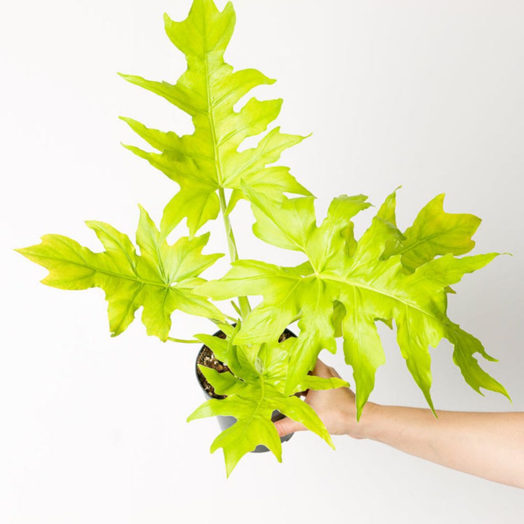 Philodendron Golden Finger / Philo Golden Finger / Philodendron Warscewiczii Aurea