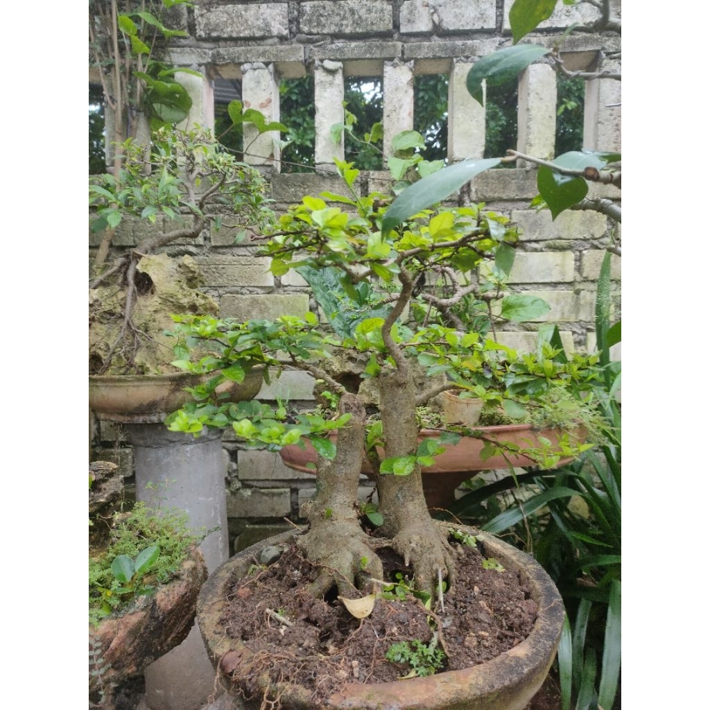 Bonsai Ampelas Putih Large