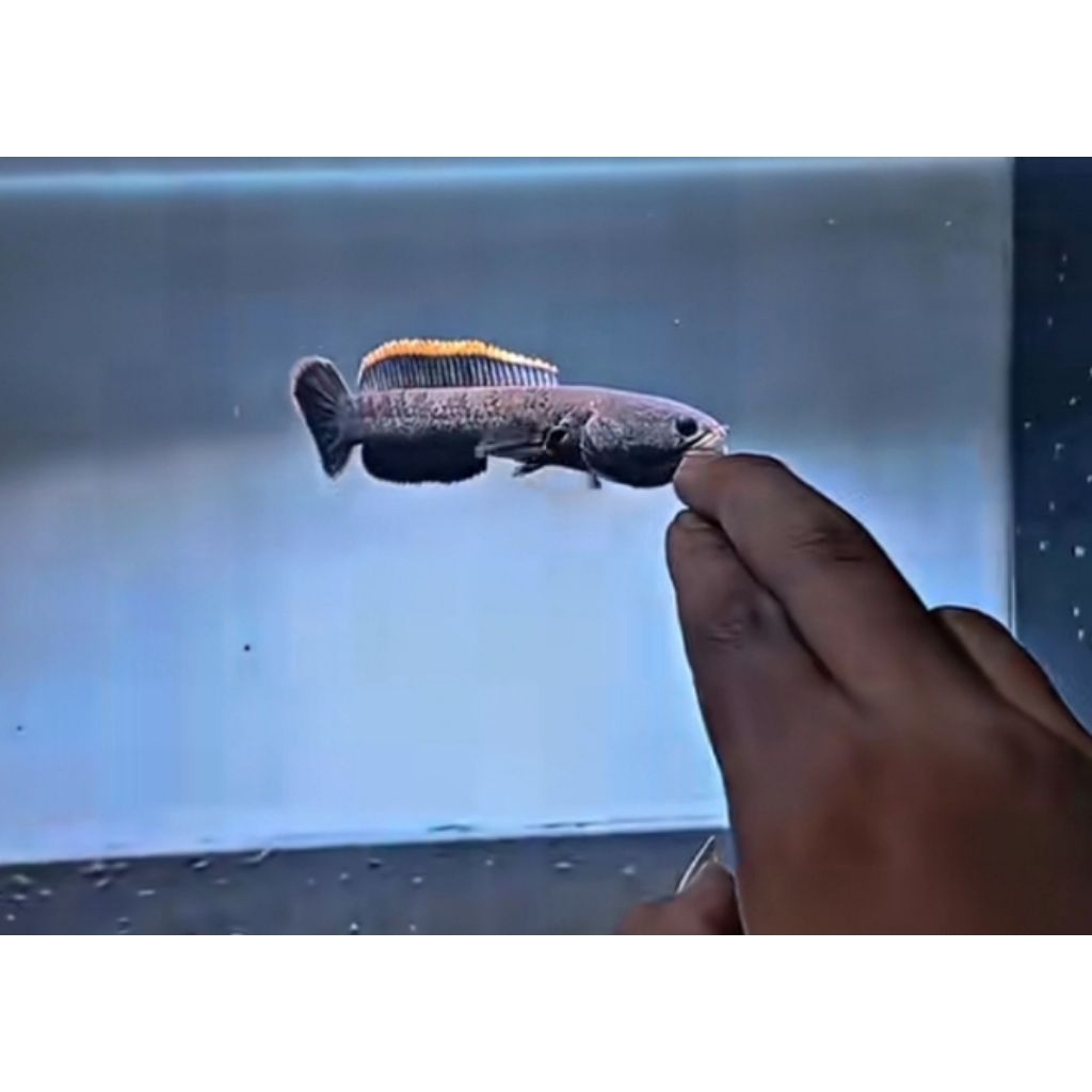 Channa Limbata Asli Pegunungan LawuTebal 9-12cm(Gratis ongkir)