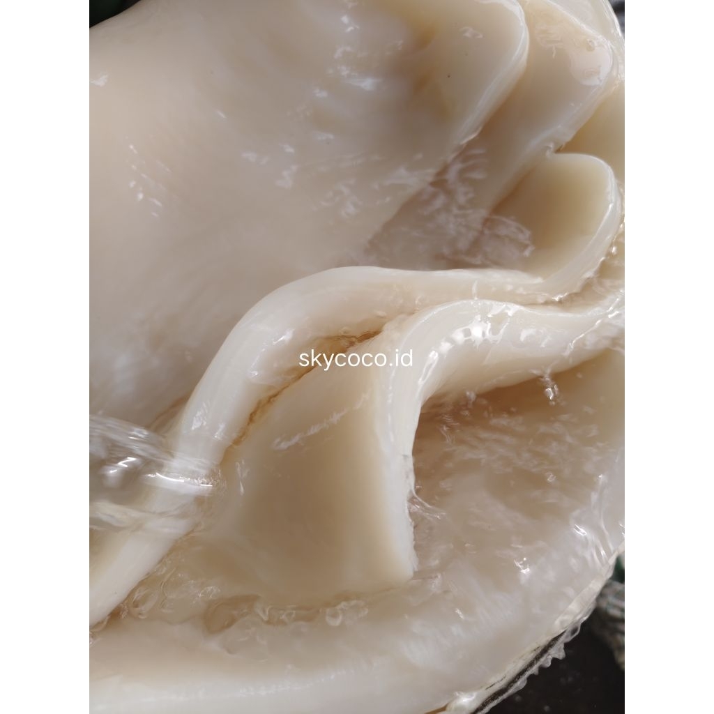 [PRE-ORDER] Skycoco Nata De Coco Lembaran Sheet (Premium Raw Mateeial) +-1200 mL Kirim Seluruh Indon