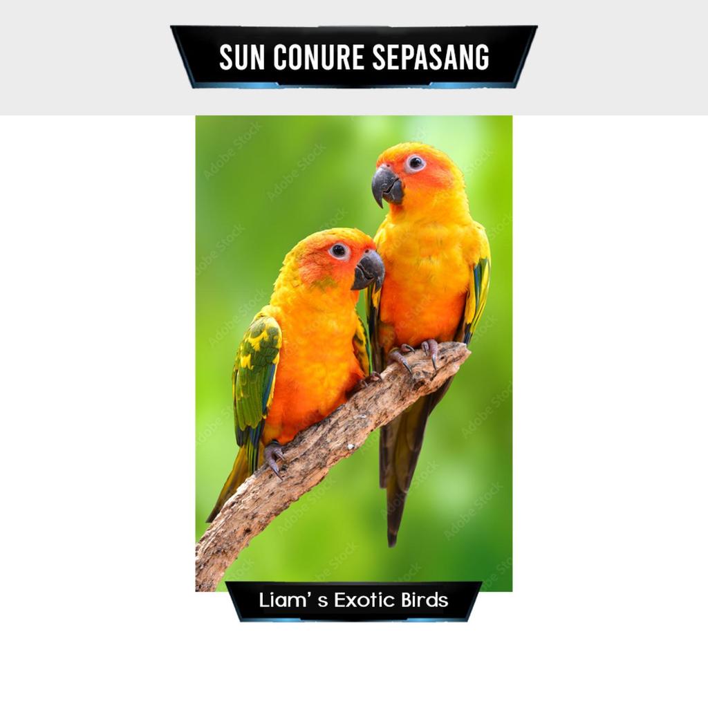 Burung Sunconure Pilihan Sepasang DNA Proven Indukan