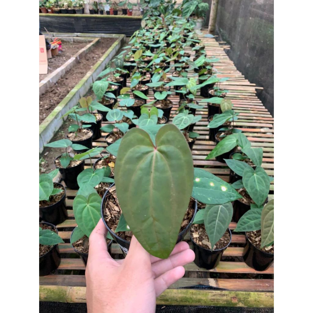 "Anthurium Kuping Gajah Elegance: Tanaman Hias Eksotis dengan Daun Besar Hijau Cerah, Bentuk Unik se