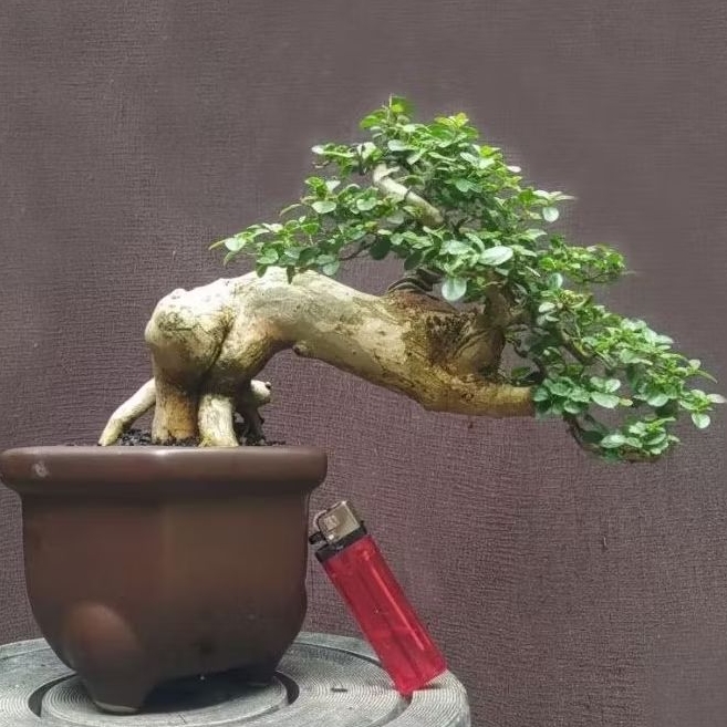 semi cascade style bonsai sancang premna mame + pot keramik cakep realpic