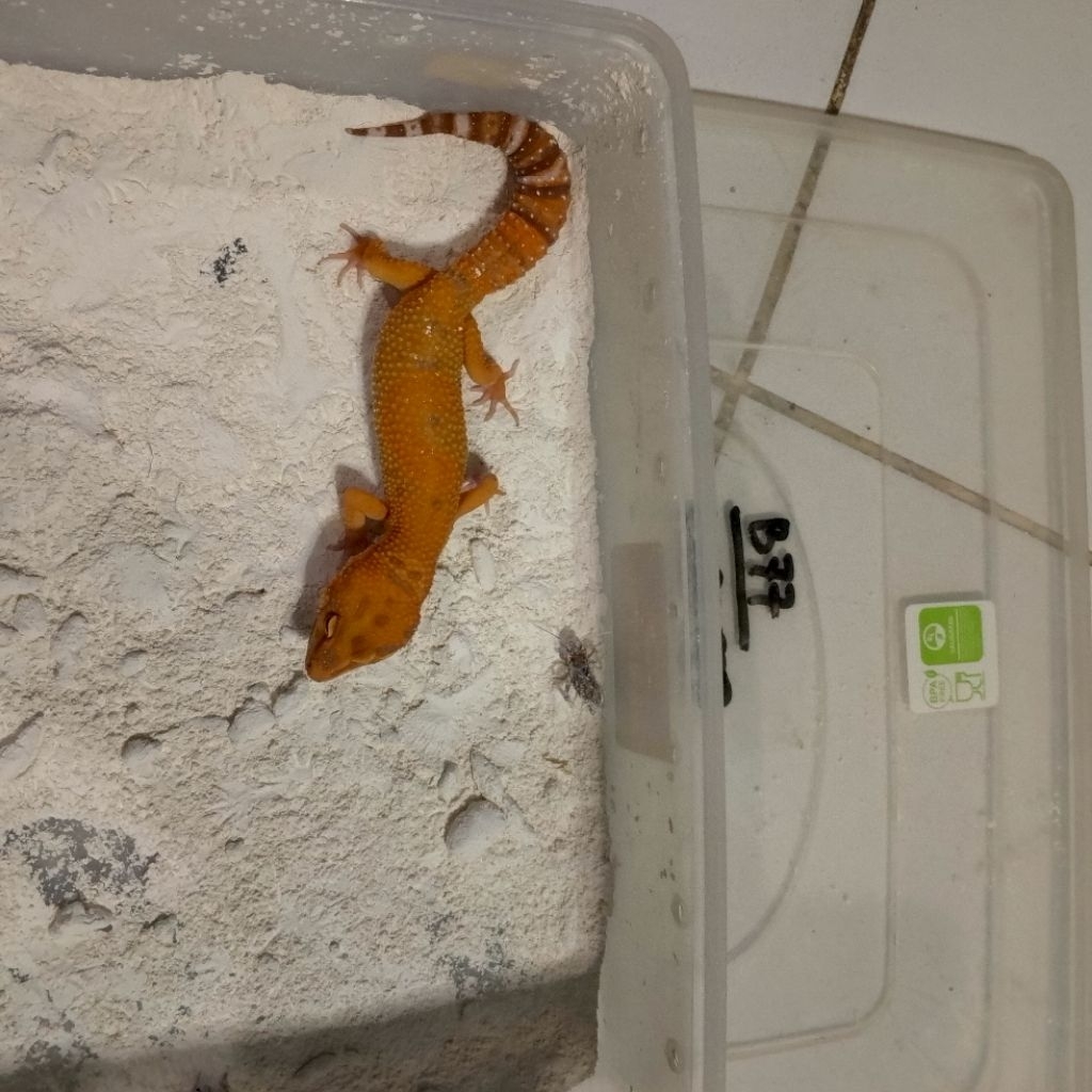 KOLEKSI GECKO SUNGLOW SUPERGIANT AA5