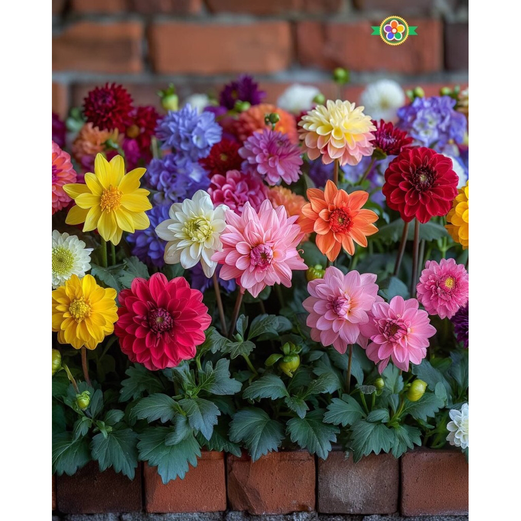 Benih Dahlia Dwarf Opera