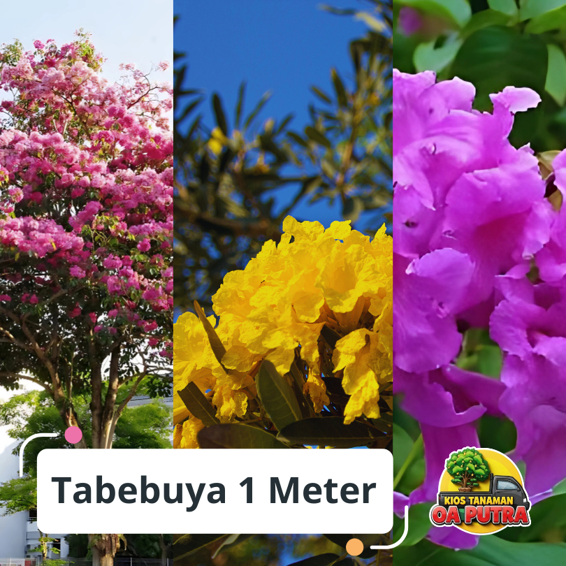 pohon tabebuya tinggi 1 meter