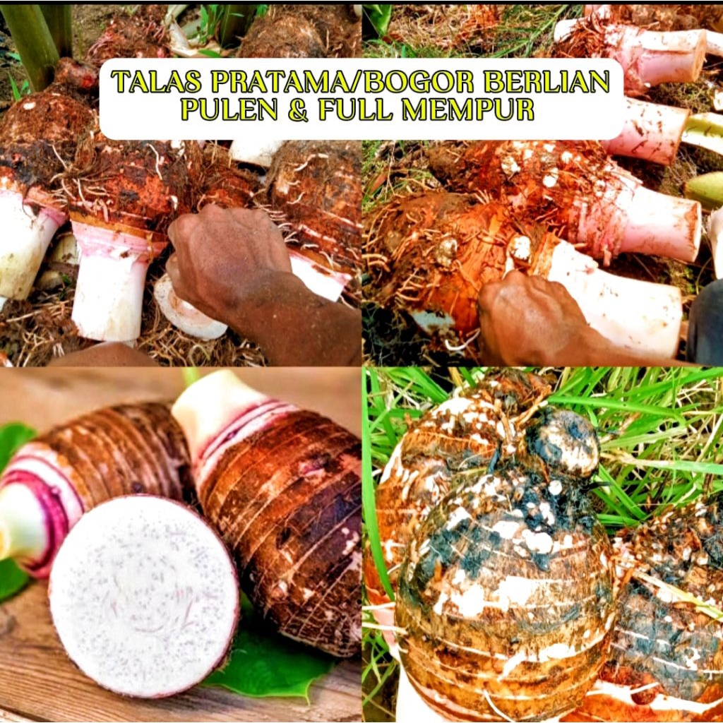 Talas Bogor Talas Pratama Talas bentul