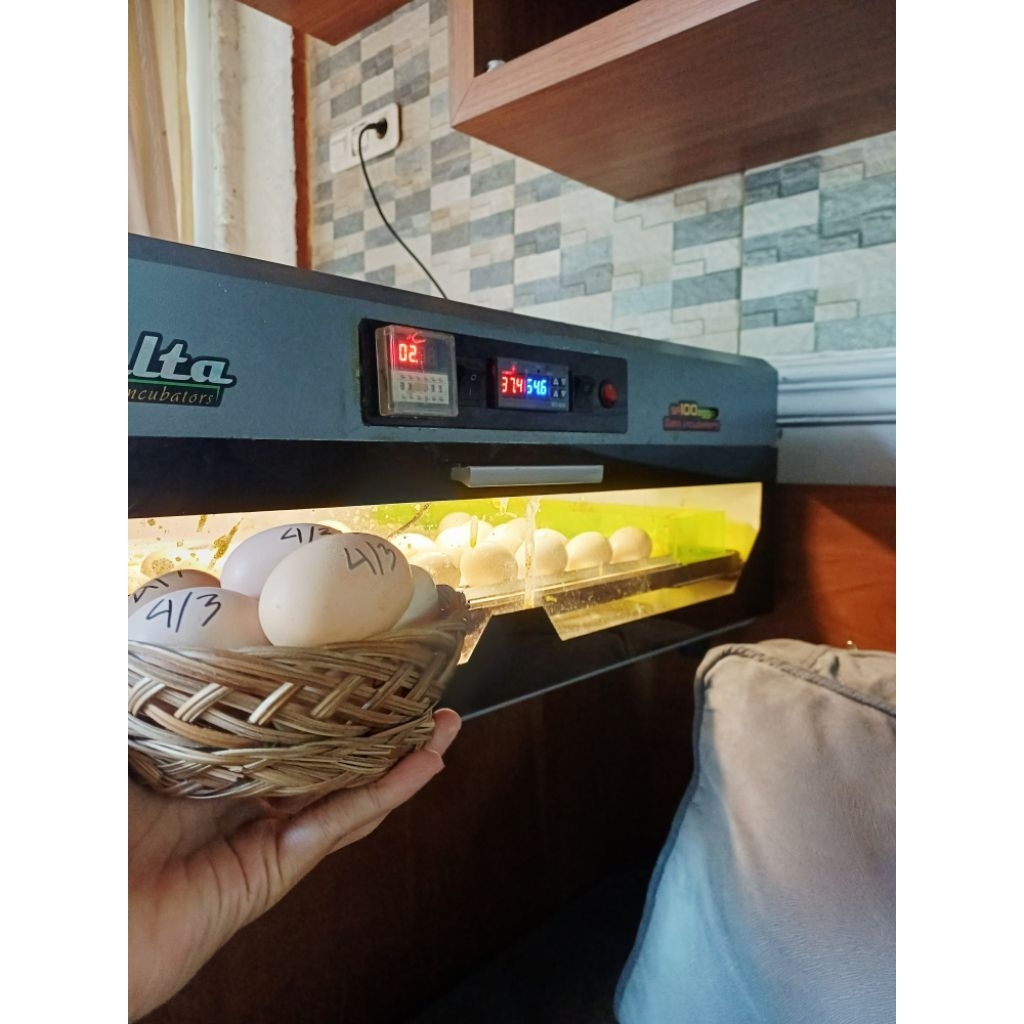 telur ayam shamo eropa khusus pesanan