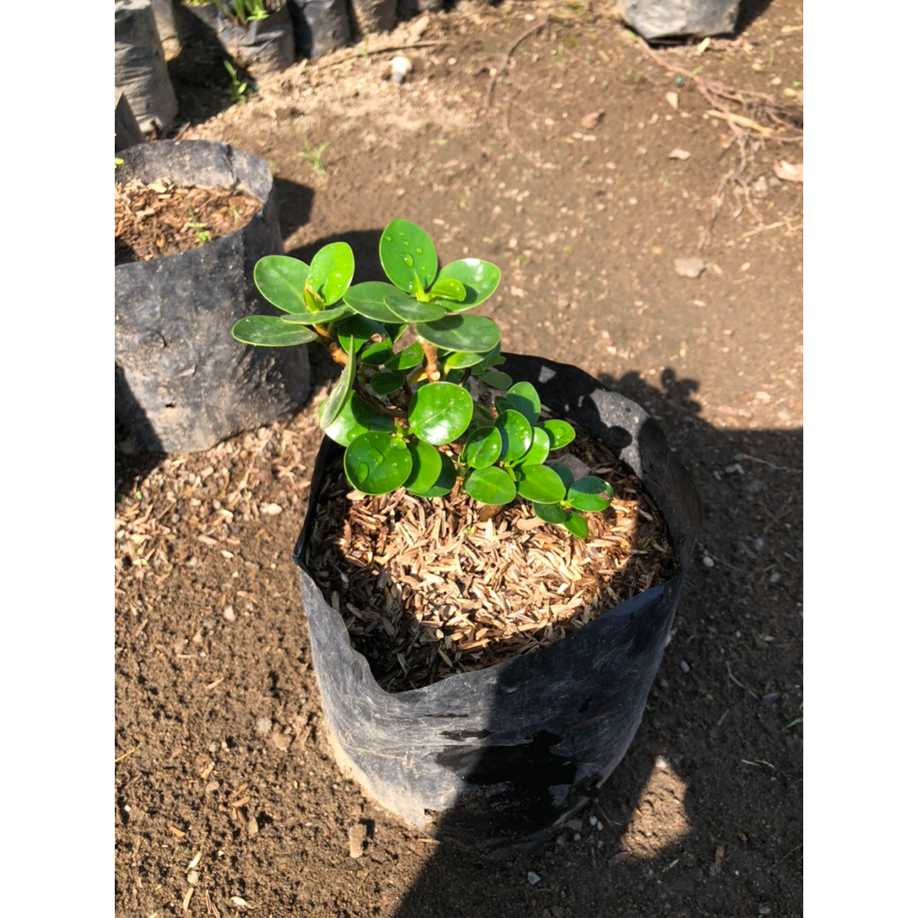 Tanaman Dollar Mangkok / Dolar Micro