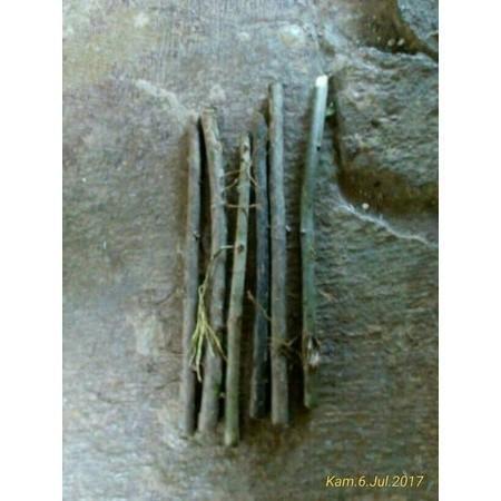 Bibit Daun Cincau Hijau Stek Benih