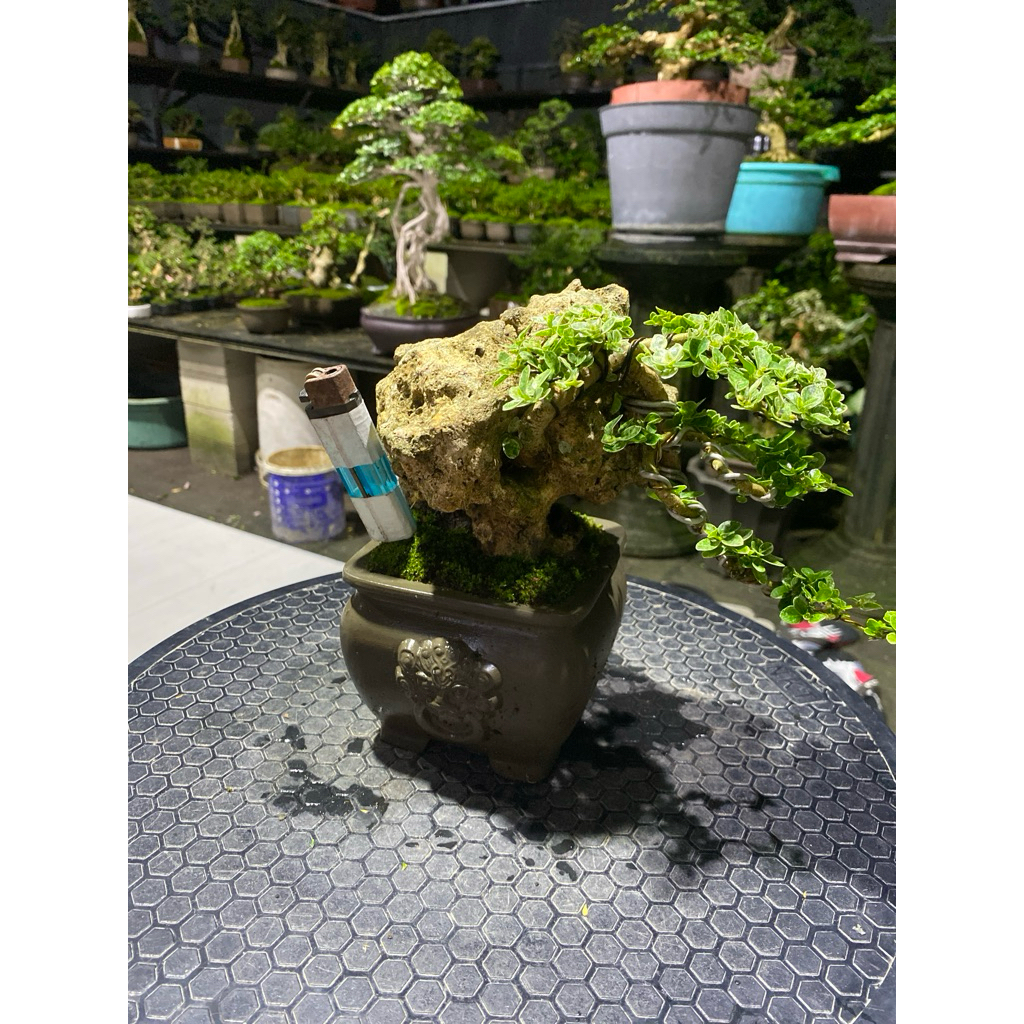 bonsai Sancang varigata