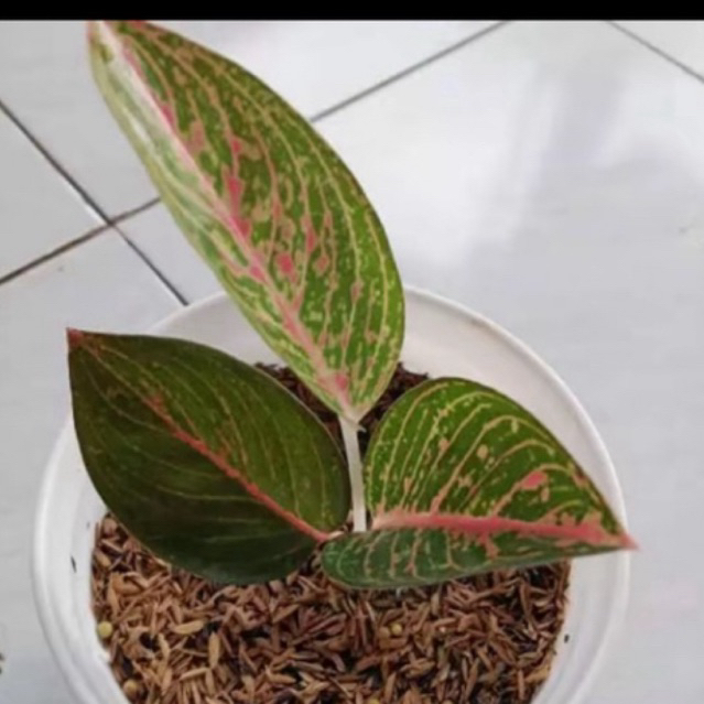 anakan aglonema adelia-tanaman hias