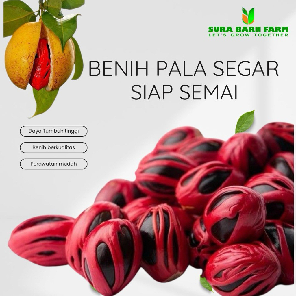 Benih Pala Berkualitas Biji Segar Siap Semai Daya Tumbuh Tinggi Untuk Pembibitan