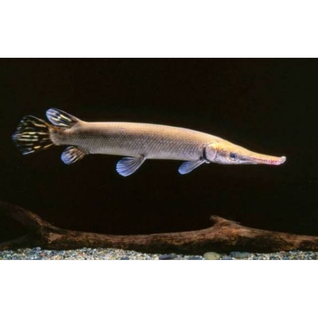 mainan aligator gar ukuran 15cm