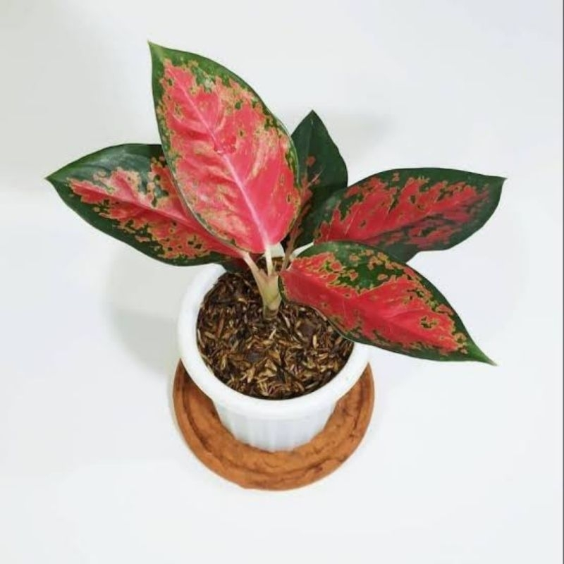 Aglonema Kochin / Kocin Merah Original – Tanaman Hias Sri Rejeki Daun Cantik Siap Kirim