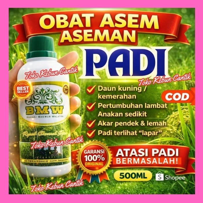 Pupuk Padi Rawa Asem-Aseman | POC BMW Bikin Akar Lebih Panjang