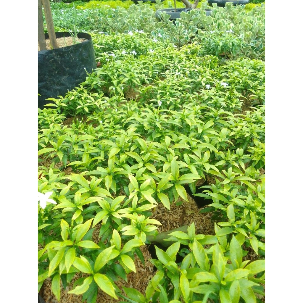 Tanaman hias Rombusa golden Pohon Rombusa Kuning