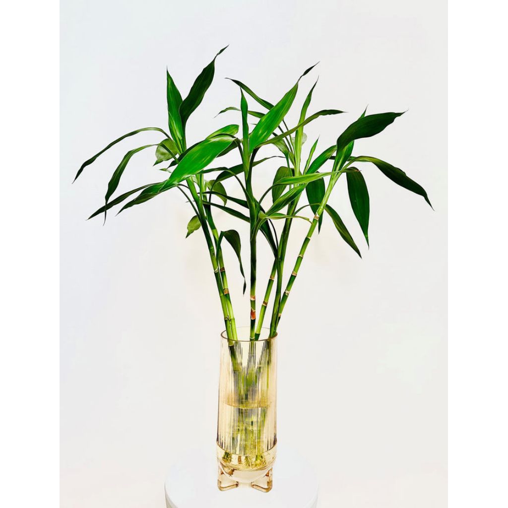 bambu rezeki / lucky bamboo