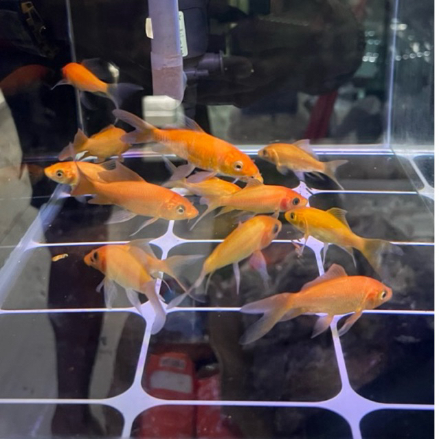 hiasan aquarium ikan koi slayer
