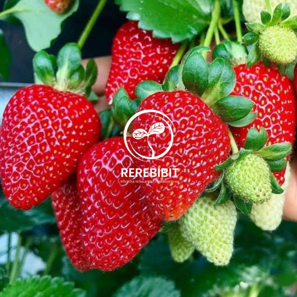 Bibit Strawberry Jumbo Manis Cepat Berbuah