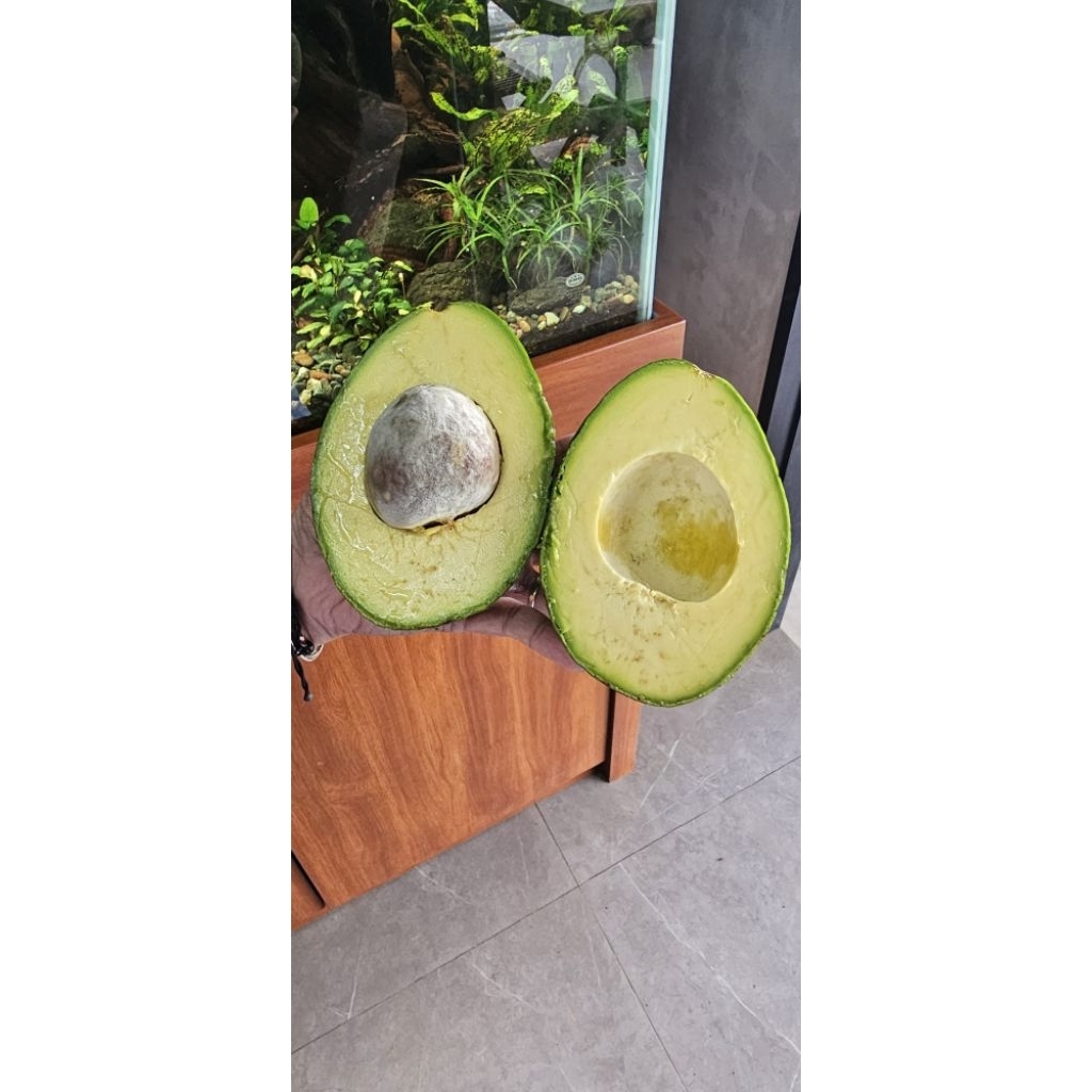 Alpukat Aligator Jumbo Fresh (1kg)