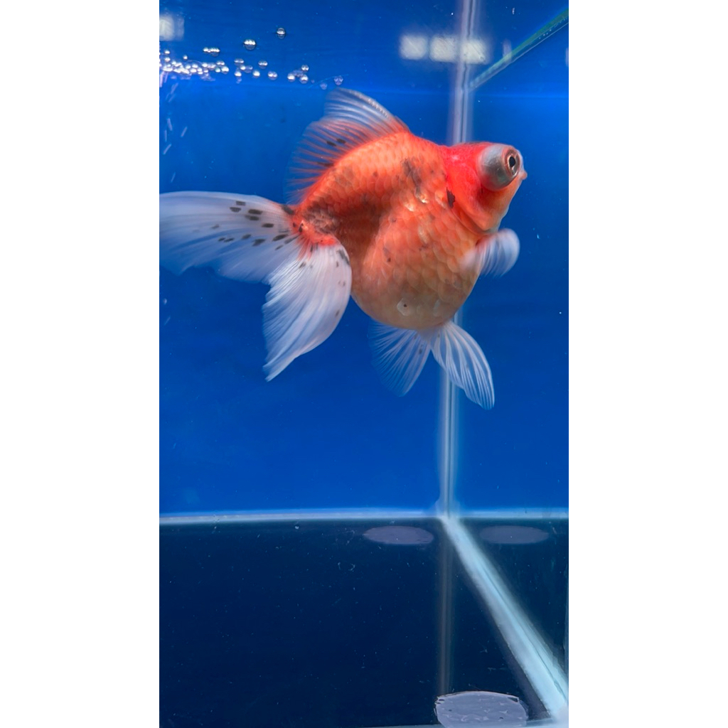 Ikan mas koki tekim mata belo calico jumbo