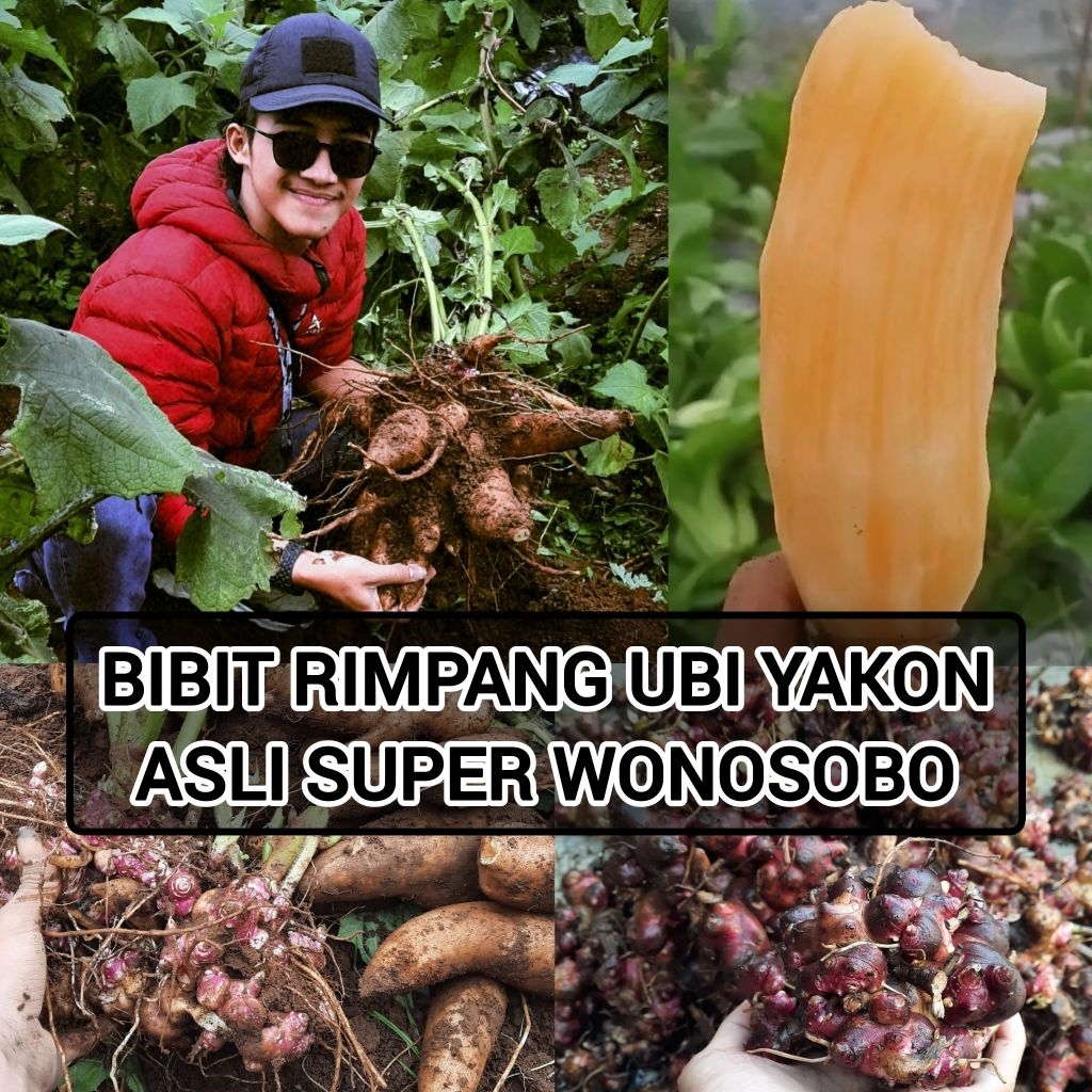 1 Kg Bibit Rimpang Umbi Yakon  Kualitas Super Asli Wonosobo.