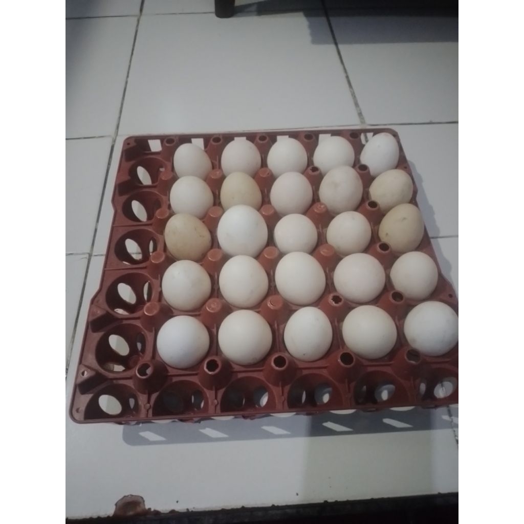 Telur fertil ayam kampung unggul Elba untuk di tetaskan
