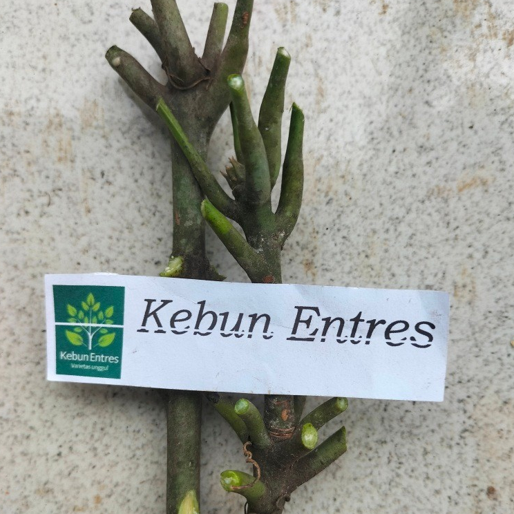 entres mangga mahatir 5 mata tunas