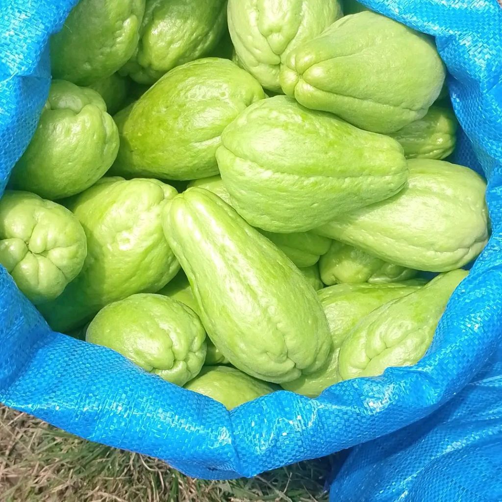 labu siam / 1kg