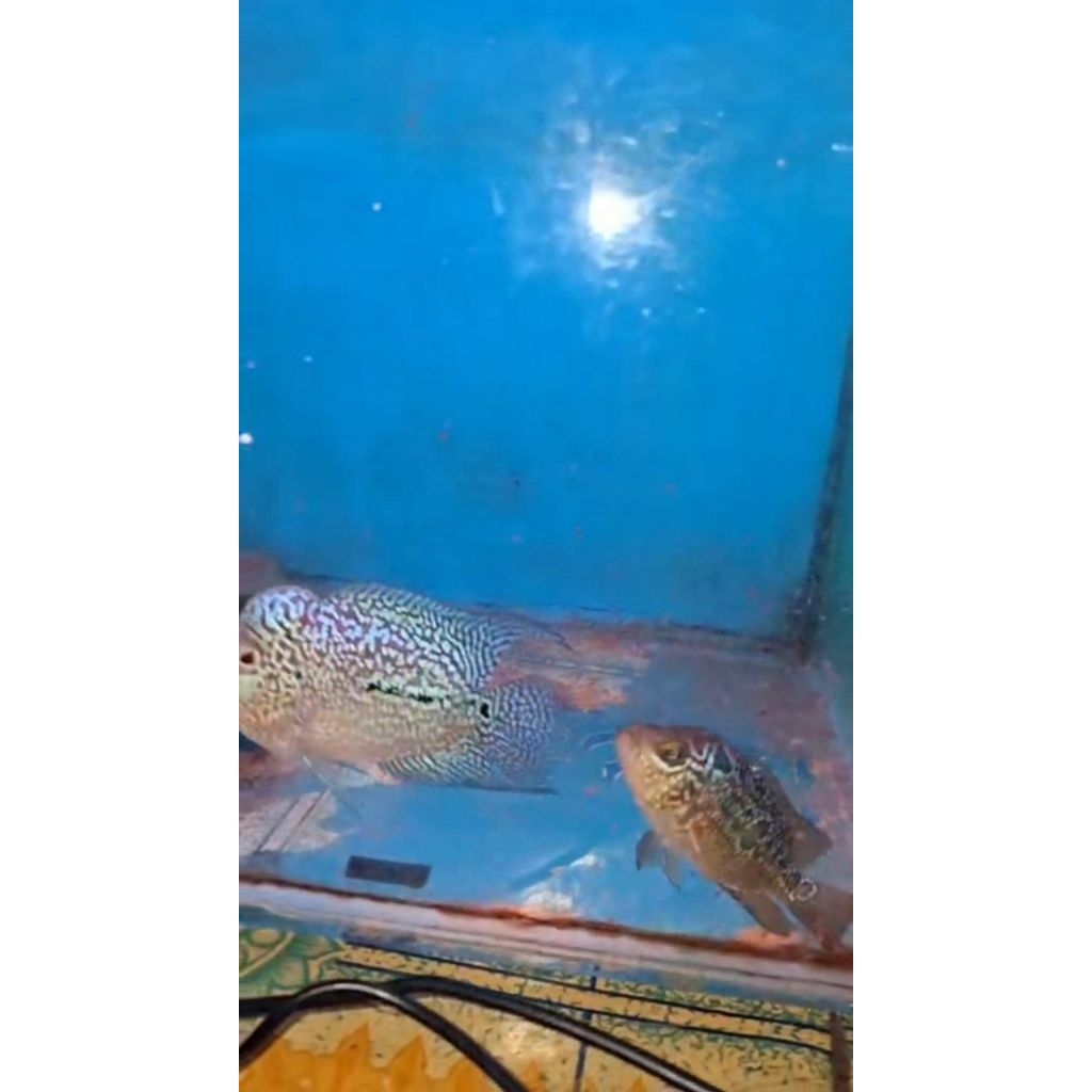 ikan louhan kamfa F2 real pict