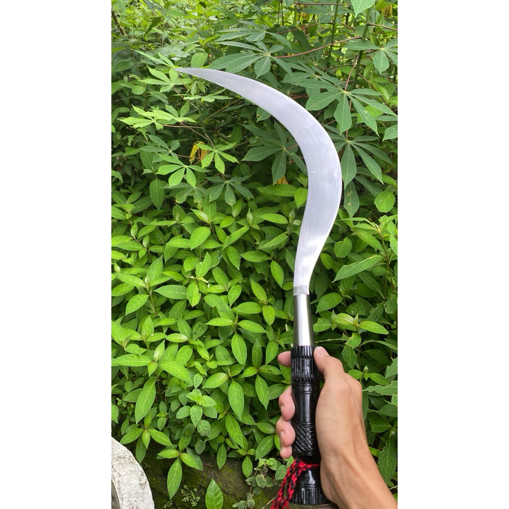 terlaris arit rumput mode bulu ayam asli Madura UK 55cm fre sarung