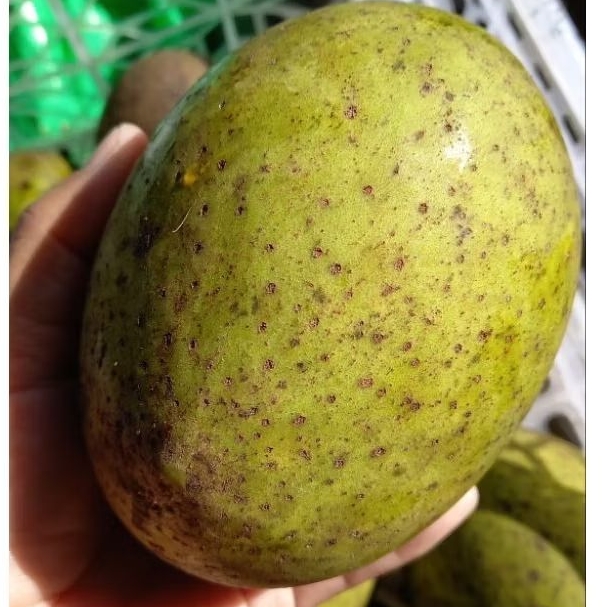 Termurah Buah bacang / buah pakel/ buah limus 1kg