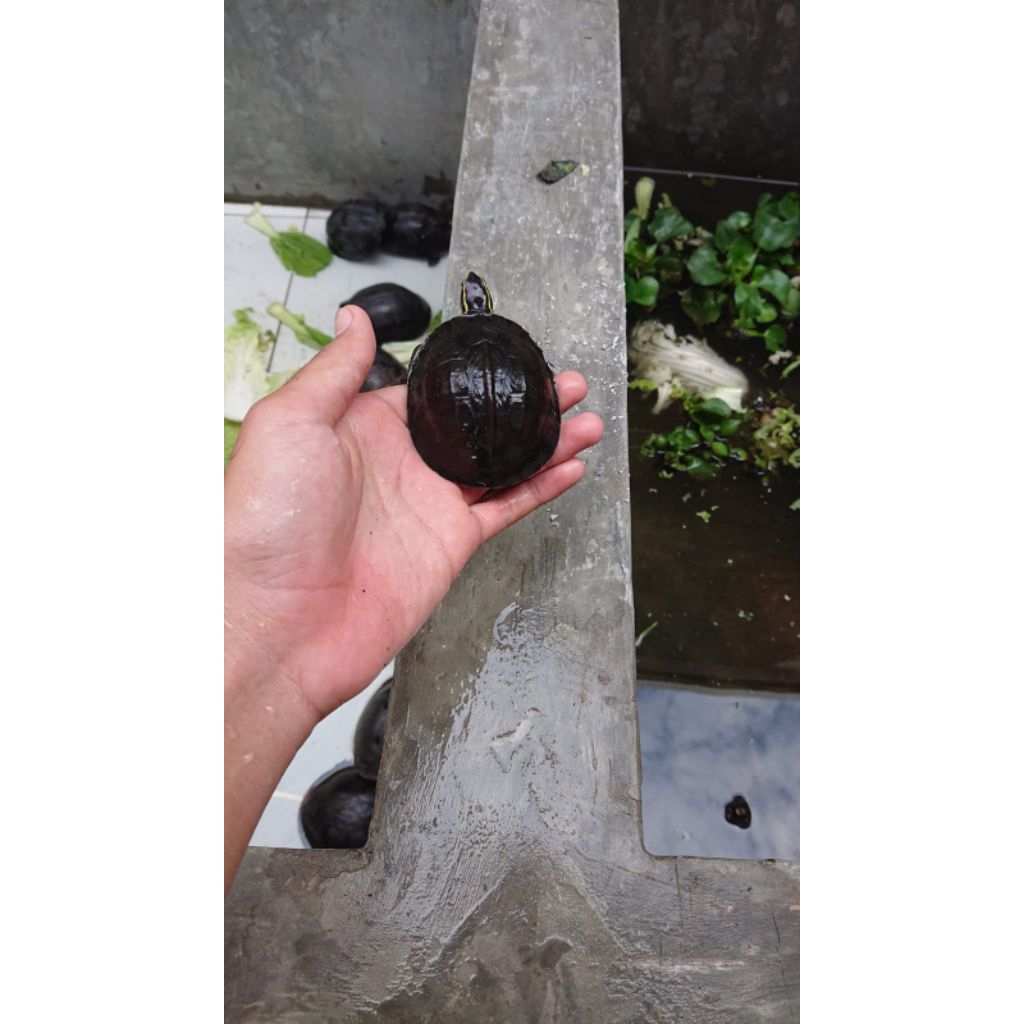 Ambon batok kecil free pelet garansi 100%