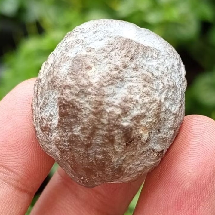 Muncang adu eti garong kode 23.