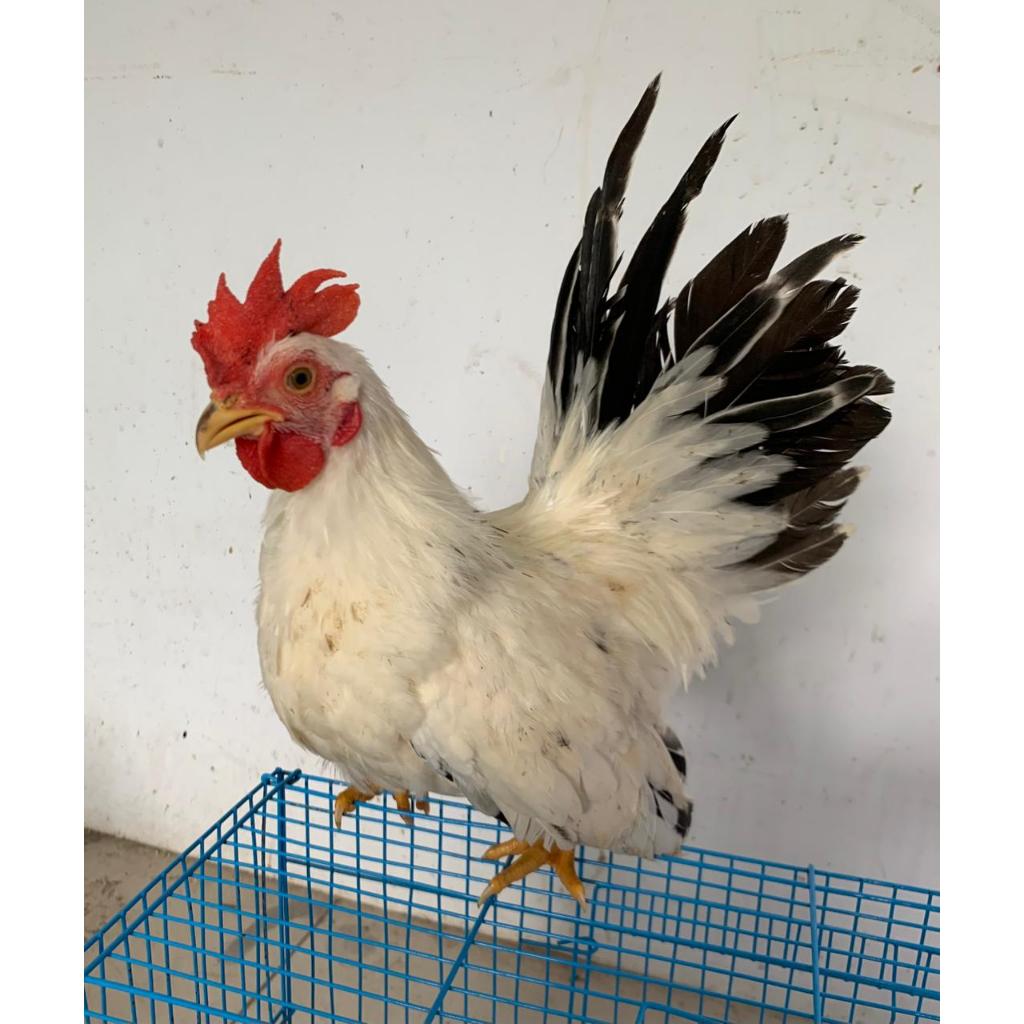 Indukan Ayam Hias Kate Ayam Chabo Anakan Ayam Kate Ceper Ayam Hias Kate Siapan Terbaik