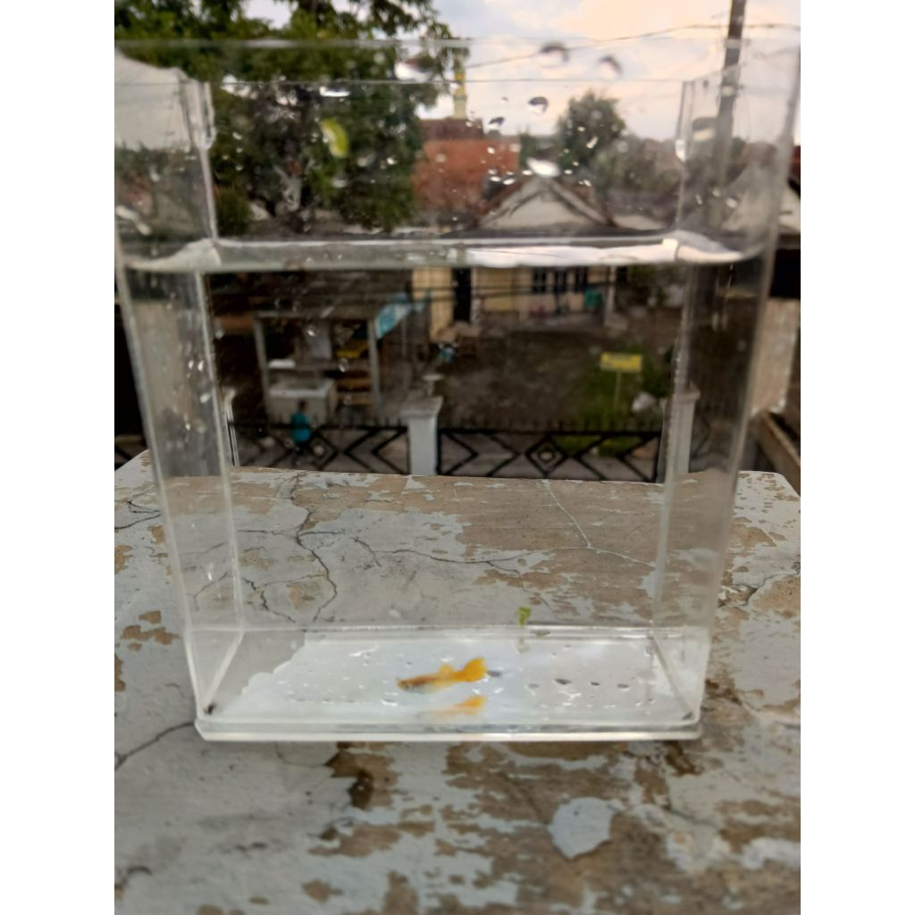 accessories ikan Guppy yellow micarif