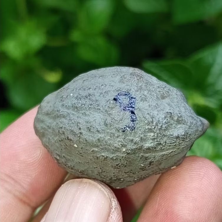 Muncang adu pait jr kode 20.