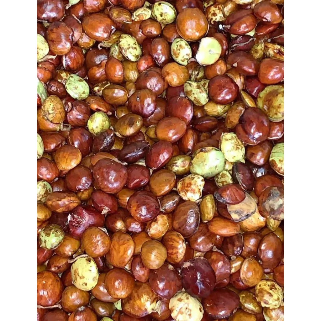 Jengkol Tua Super 1 Kg