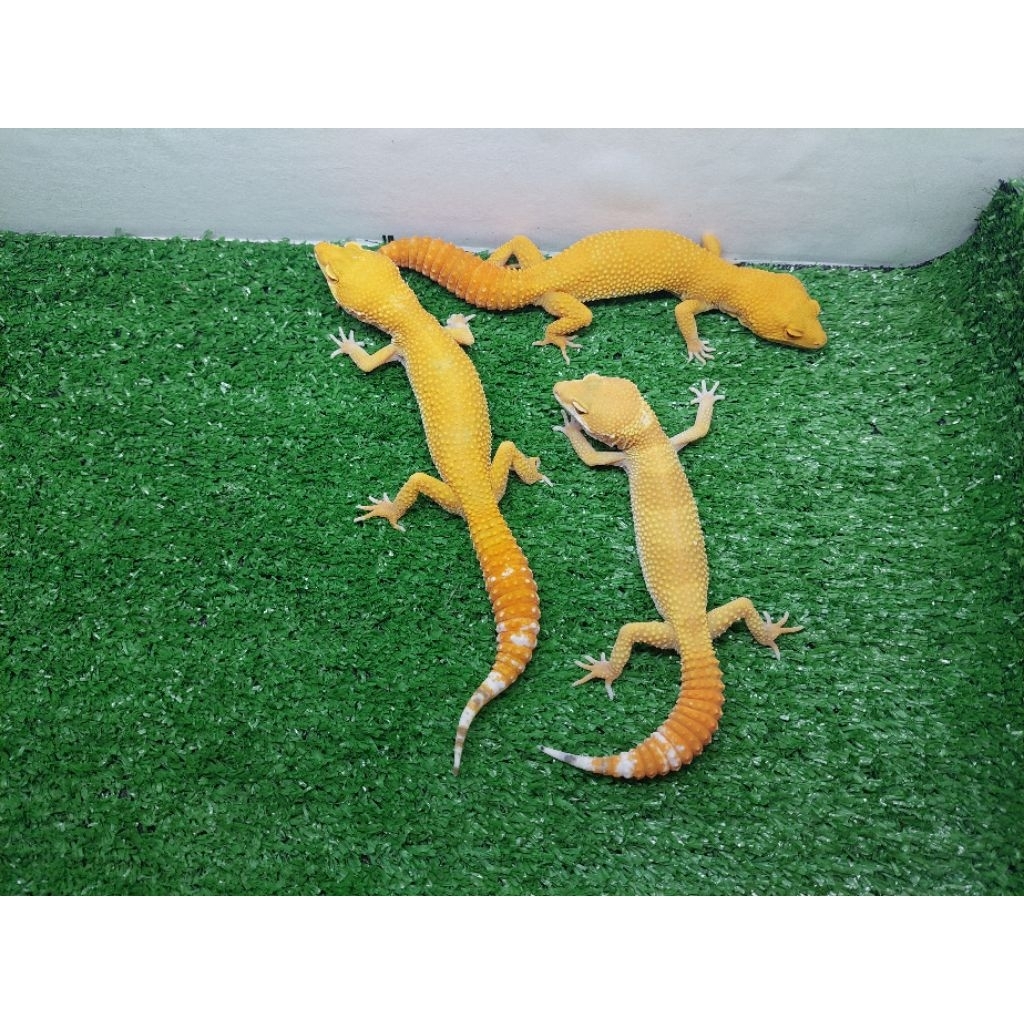 Hiasan Gecko Leopard. Random Morph/Bisa Pilih Sesuai Gambar