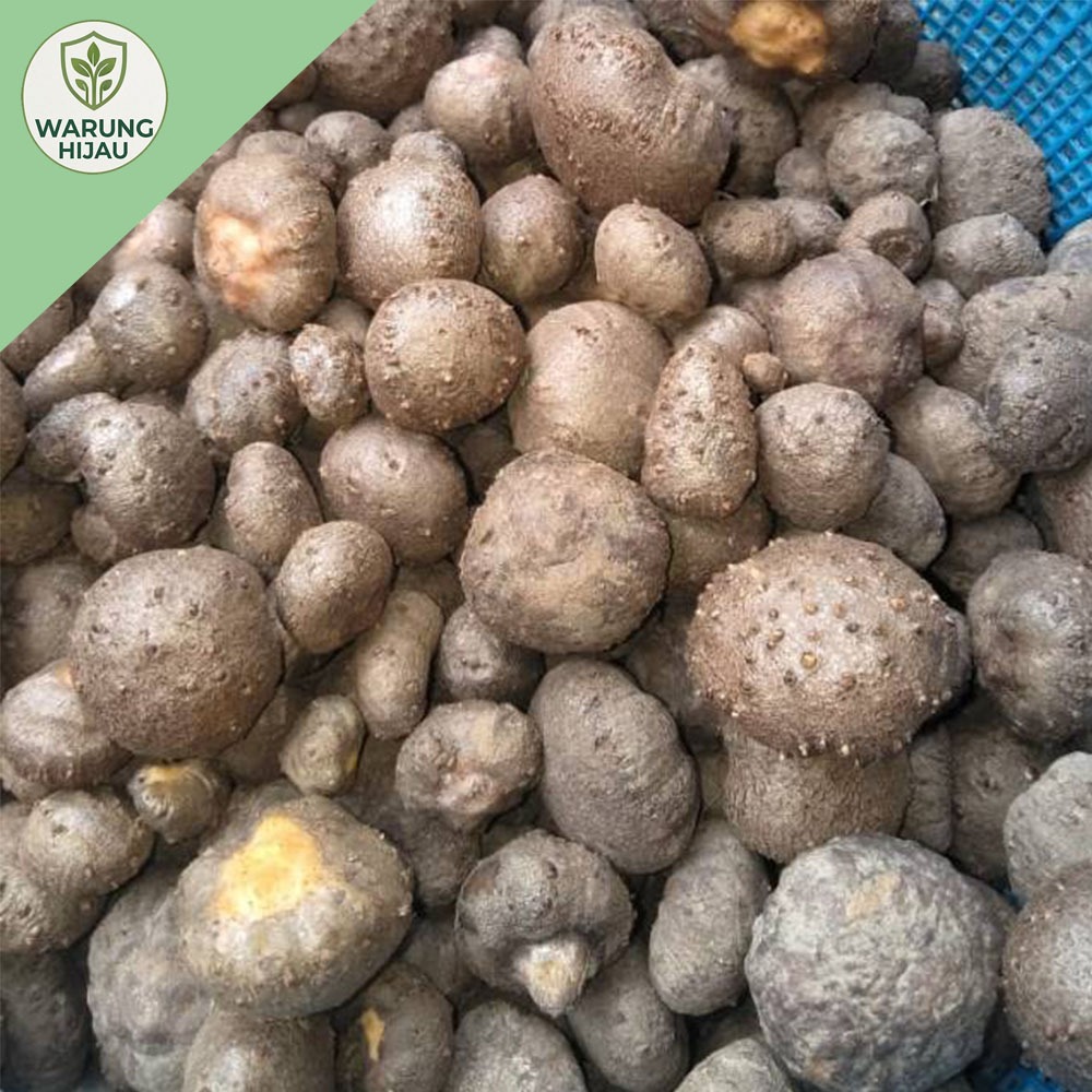 PromoPROMO SPESIAL Bibit Katak Porang Super Unggul 100-200 biji Siap Tanam | 100% Dorman & Anti Jamu