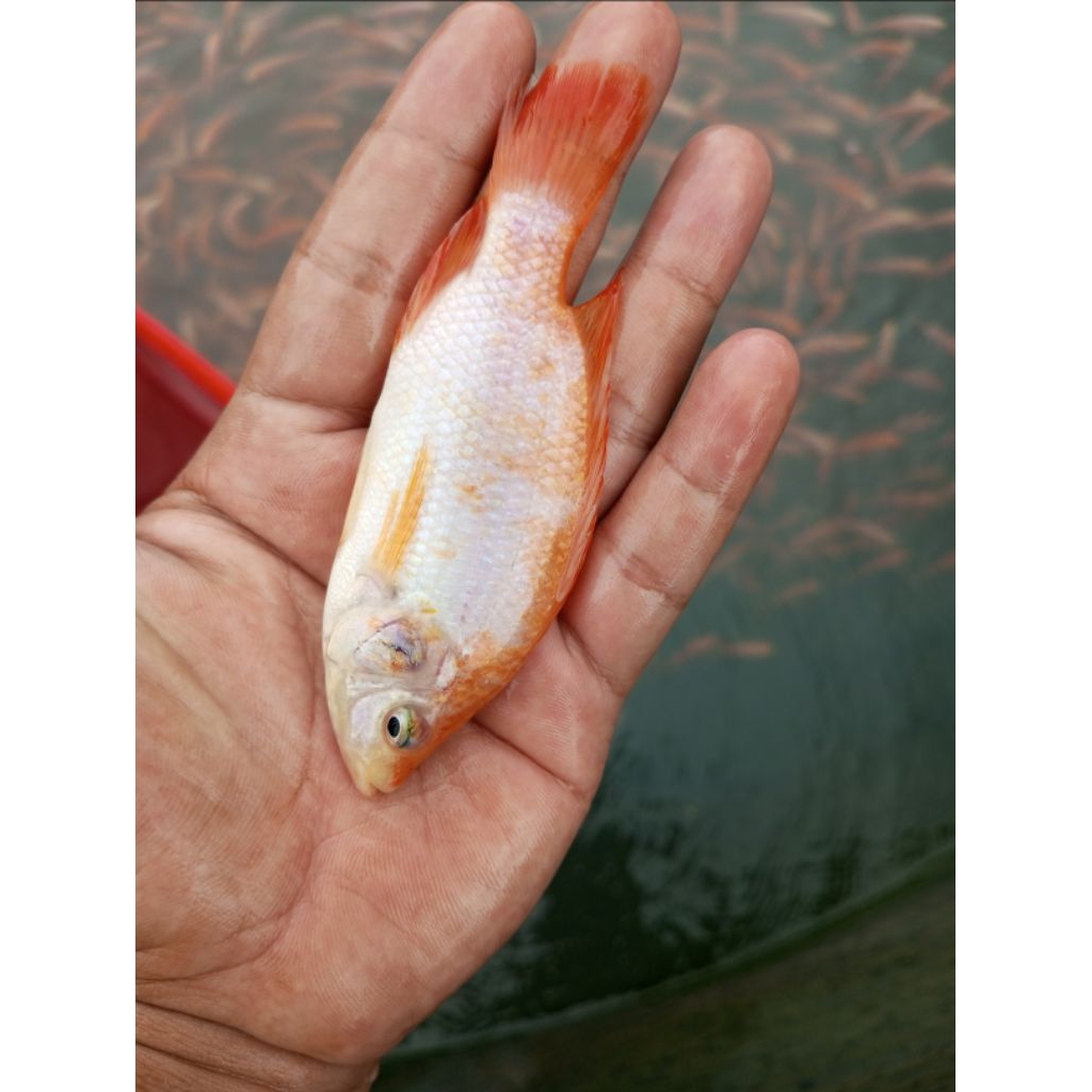 bibit nila merah monosex 3 jari, paket 100