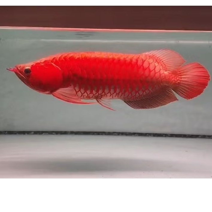 arwana super red sumo ngeblok