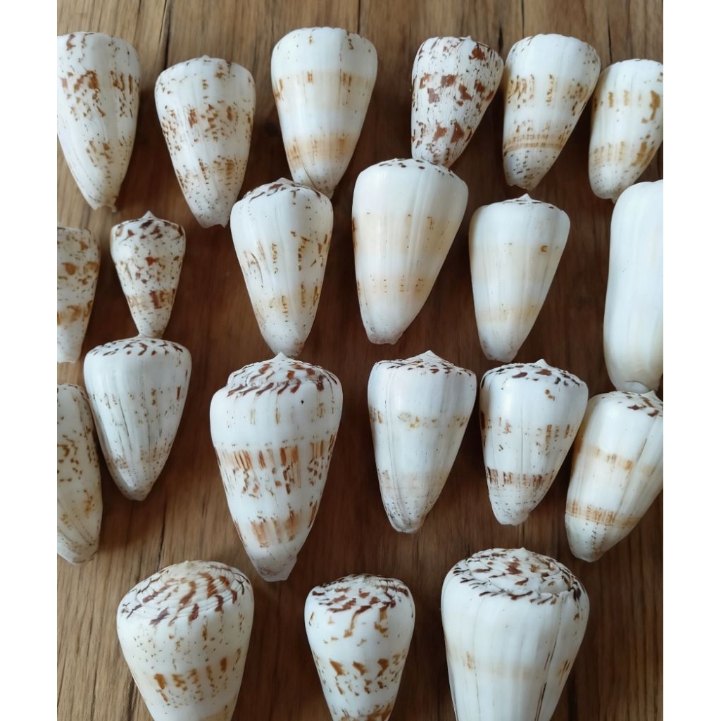 Cangkang kerang conus/ olon