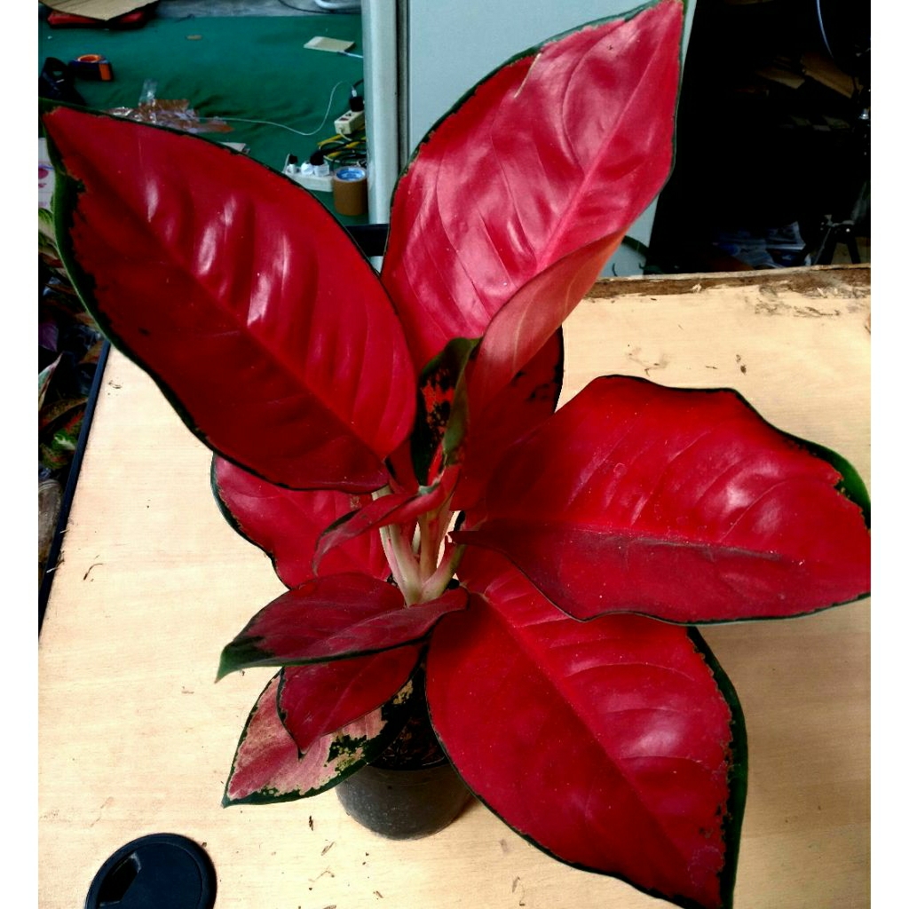 Aglonema Suksom Jumbo Rimbun