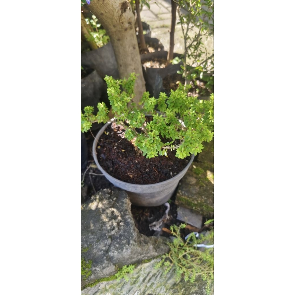 Saeng Simbur Thailand