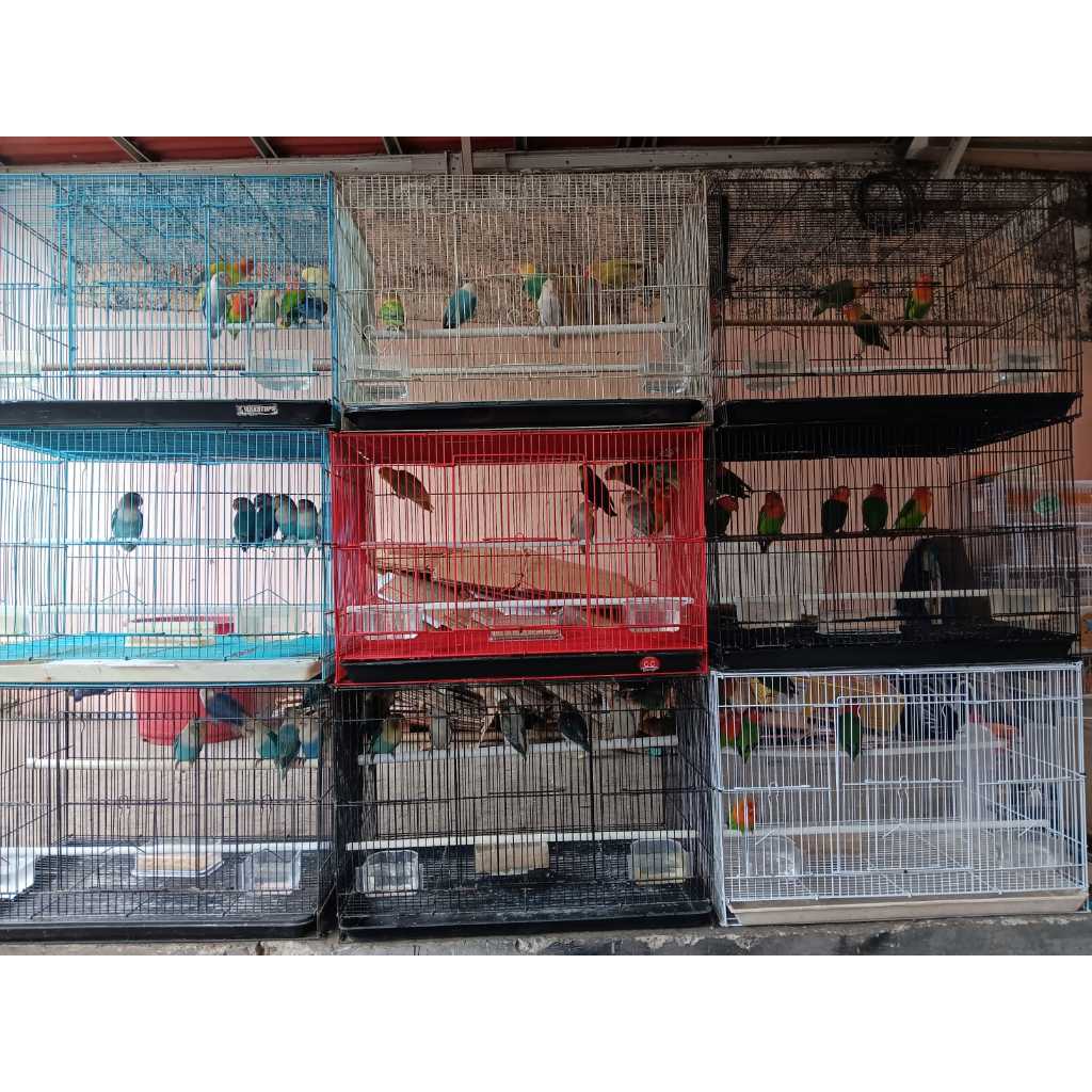 LOVEBIRD JENIS BIOLA PB EWING PER EKOR JAMINAN SEHAT
